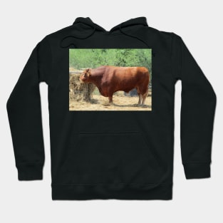 Mini-Me the Bull Hoodie